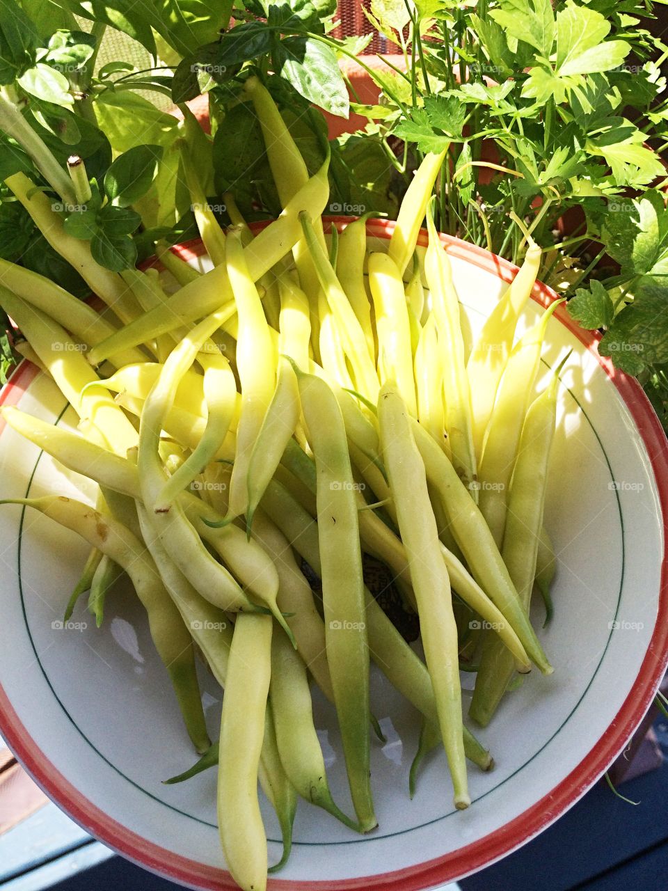 Yellow beans from my garden
