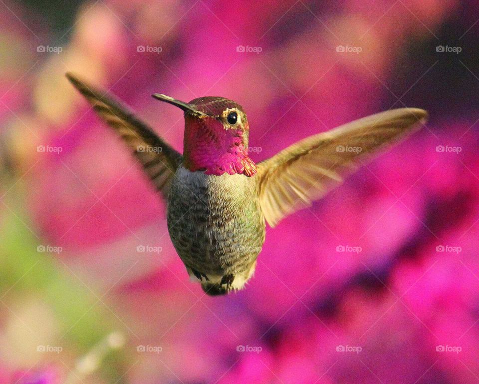 Hummingbird in mid-air