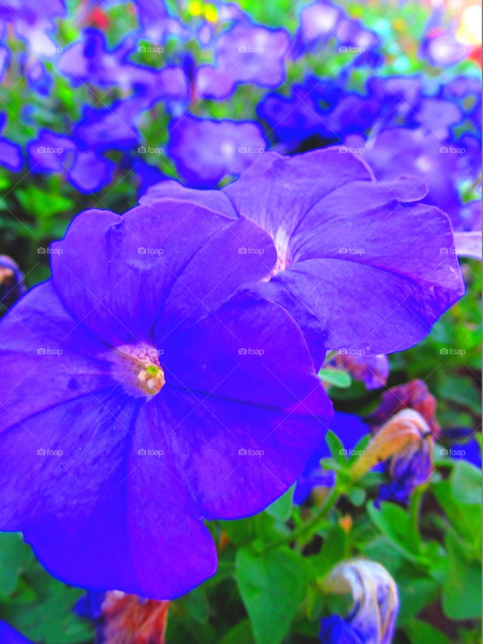Purple flower art
