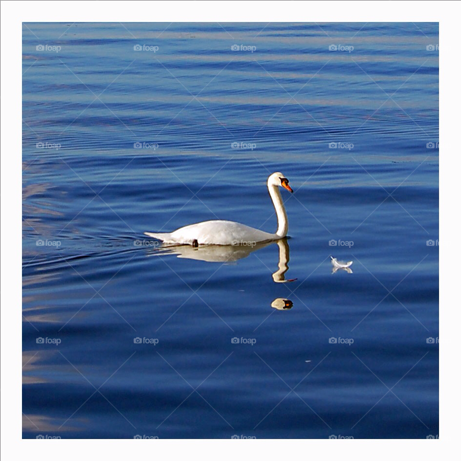 Bird, Water, Swan, Nature, Lake