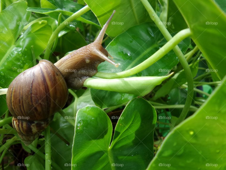 Snail. Snail in nature