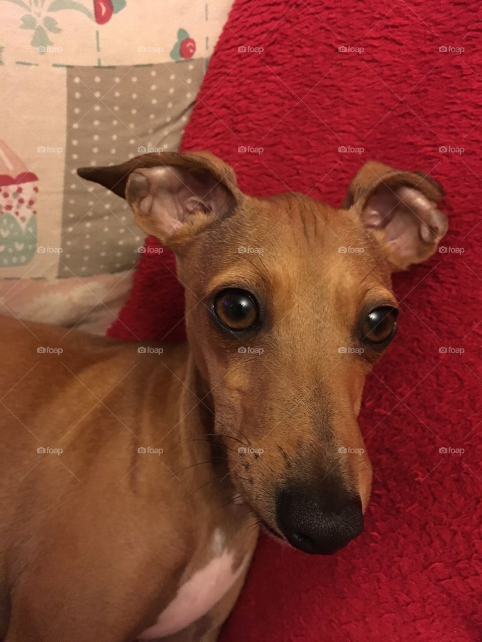 Amber the Italian greyhound puppy relaxing on the sofa looking at the camera 