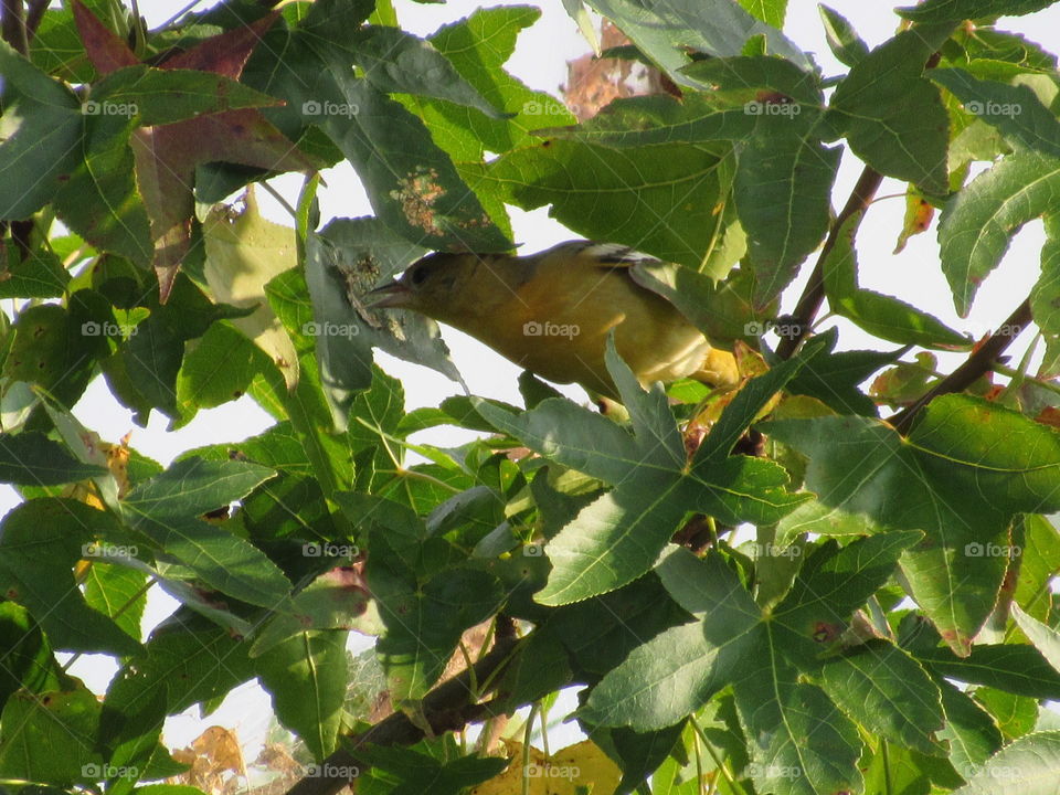 Nature, Leaf, Tree, Outdoors, Flora