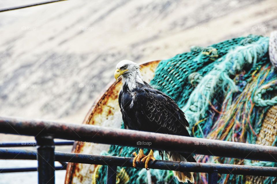 Bald eagle on rain in Alaska