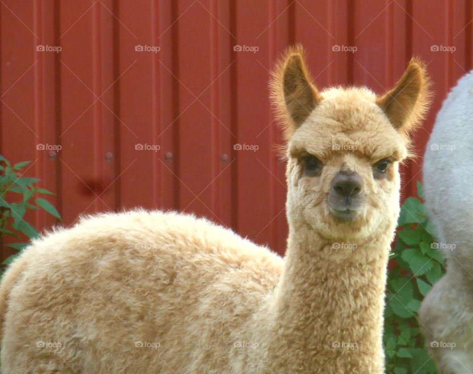 Close-up of golden alpaca