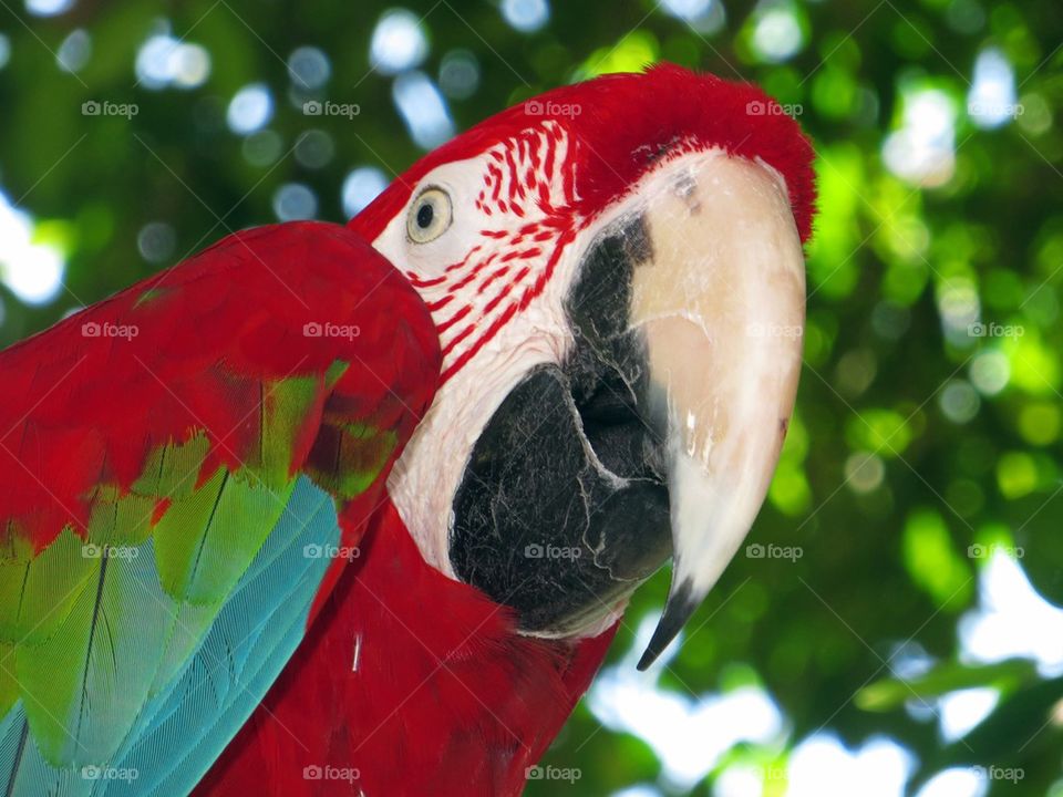Close-up of a red parrot