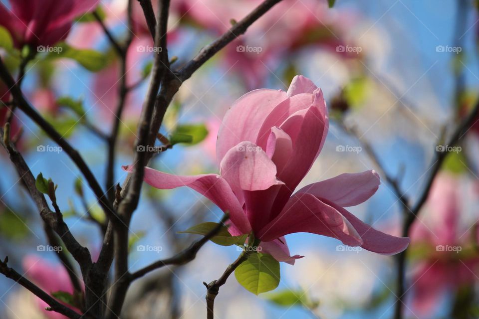 Magnolia blooming tree