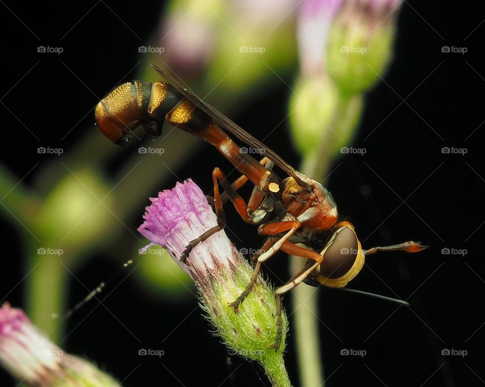 scorpion wasp