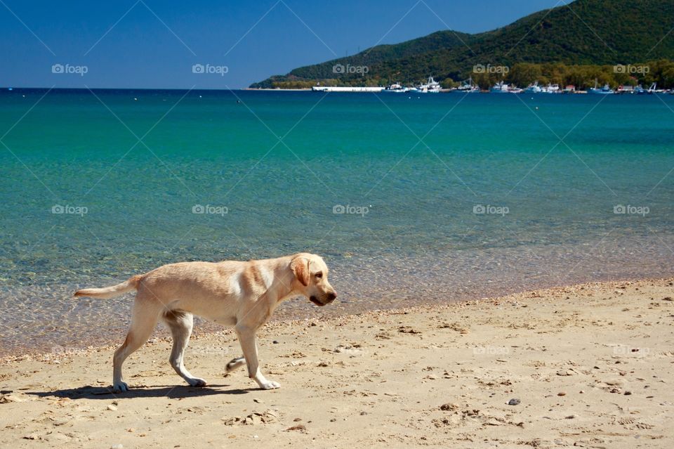 It’s summertime! A cute dog on the beach