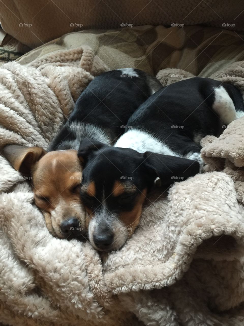 My beagles babies