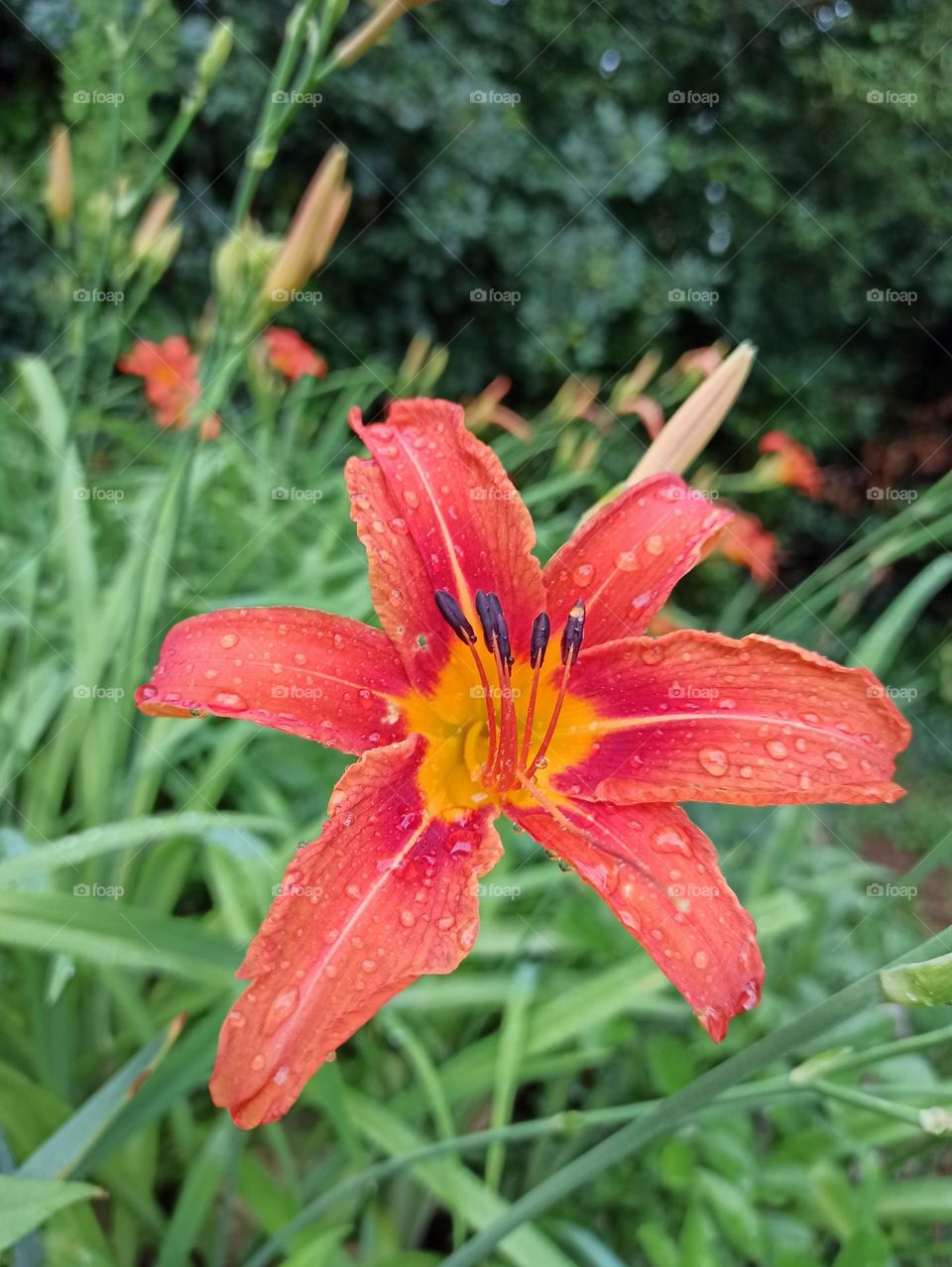 orange lily on rainy day