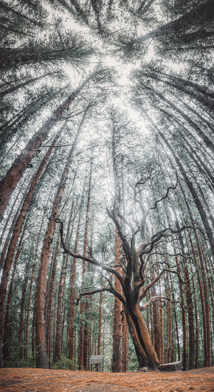 Perspective of the counter-insight of a haunted dry tree in the middle of the forest