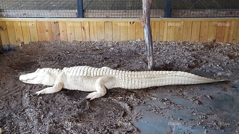 Live albino alligator
