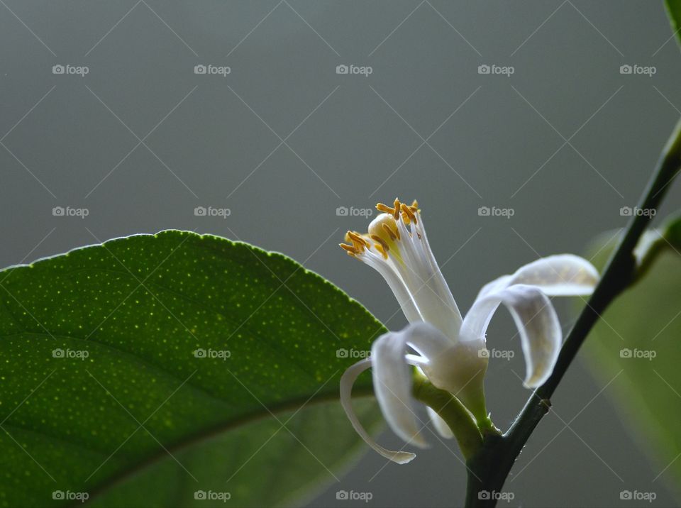 White lemon flower and green leaf