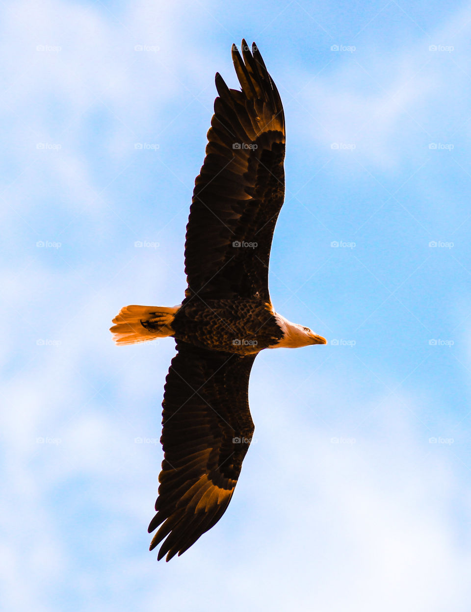 Bald eagle holiday sky florida