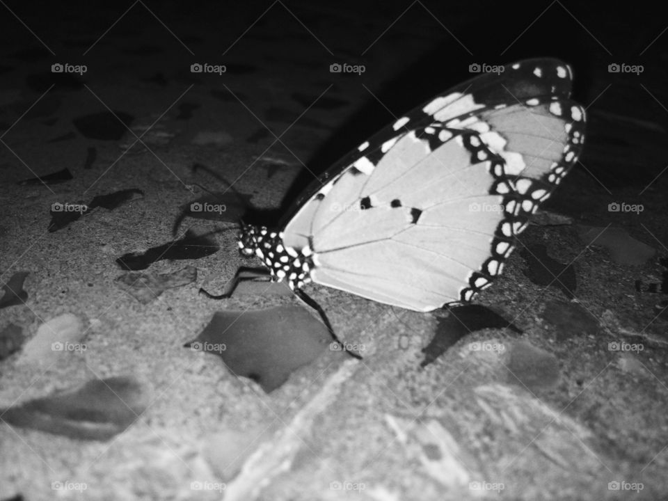 black and white butterfly 