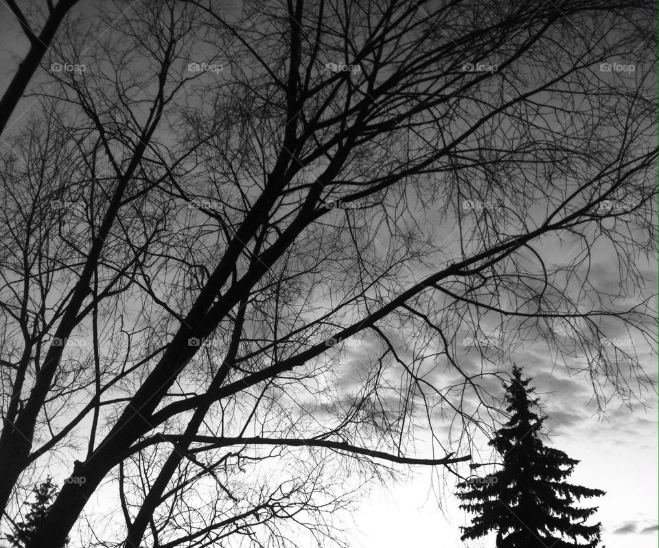 Black and white tree. 