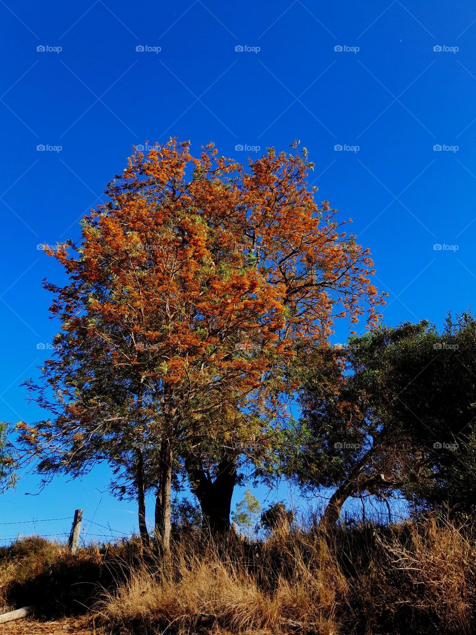 Silky Oak Tree in Flower