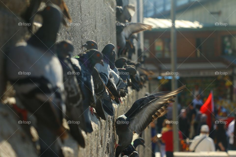 Pigeon of istanbul. There were much pigeons amazing view