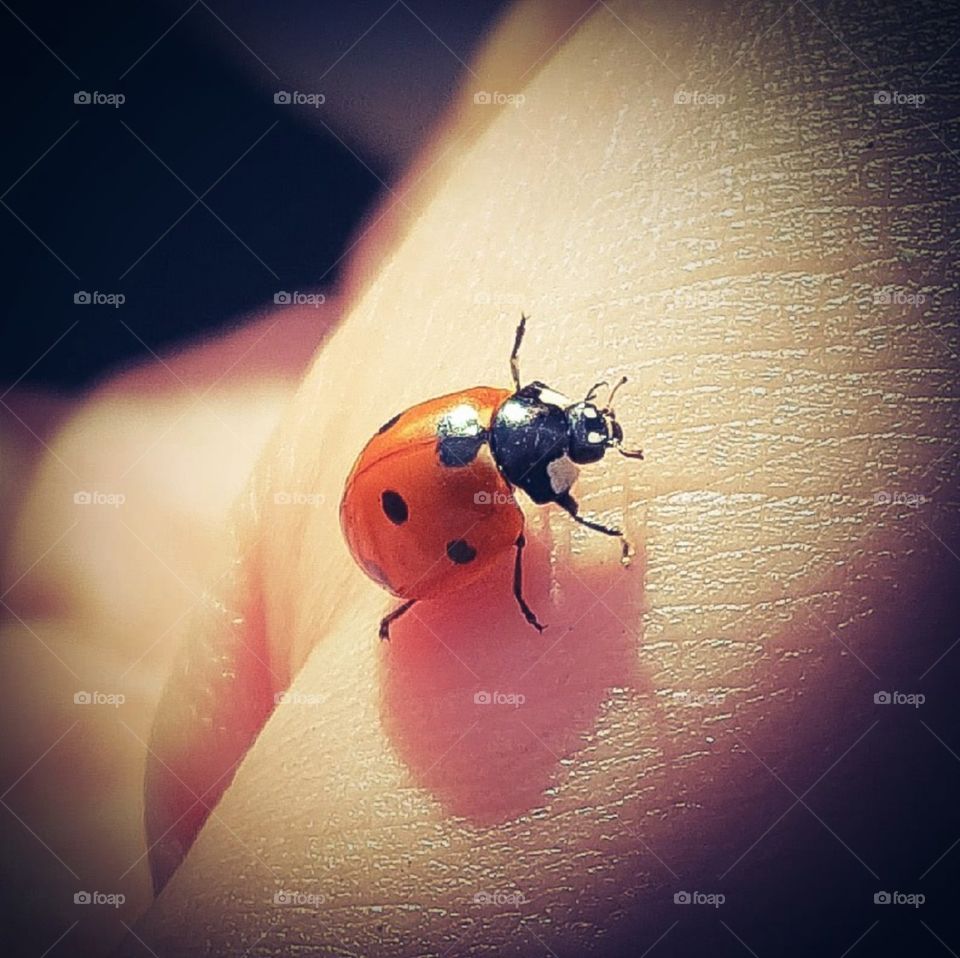 Close up of a ladybug