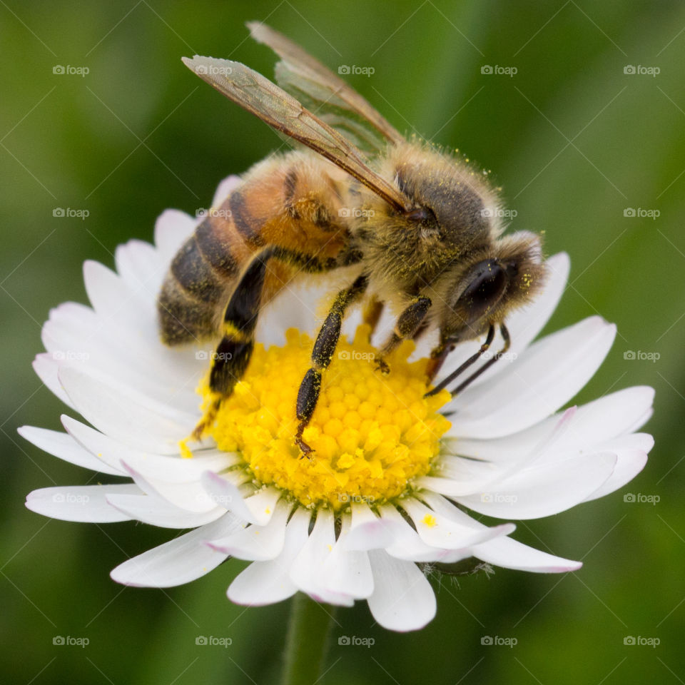 Bee on flower