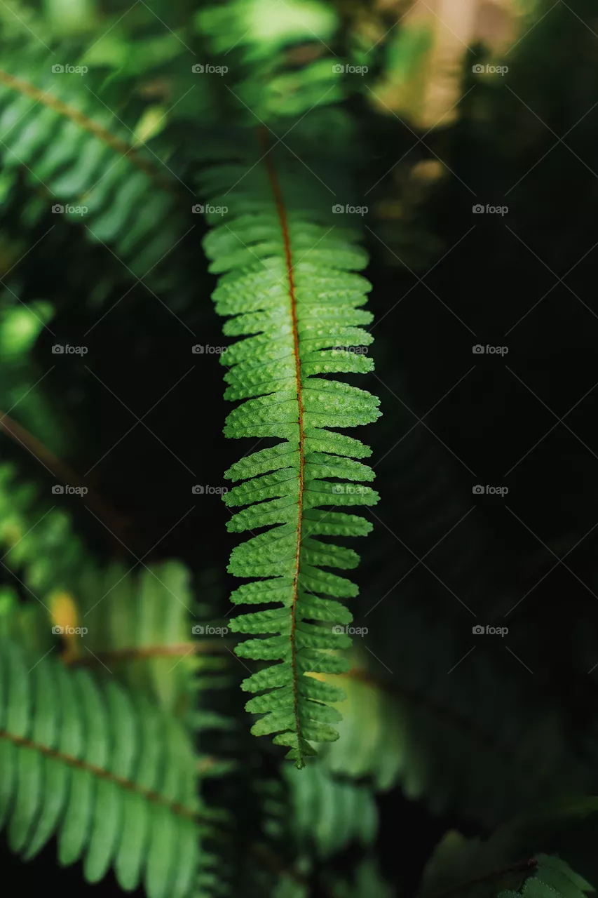 Leaf 