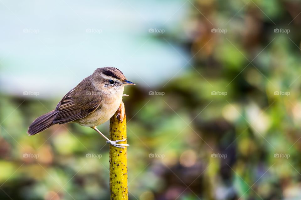 Close-up of a sparrow