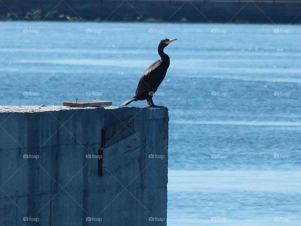 cormorant