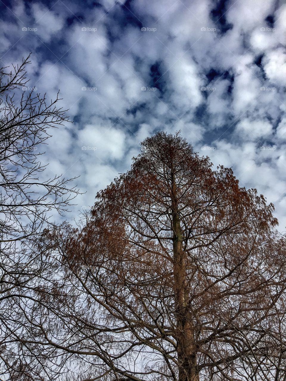 Tree & Sky