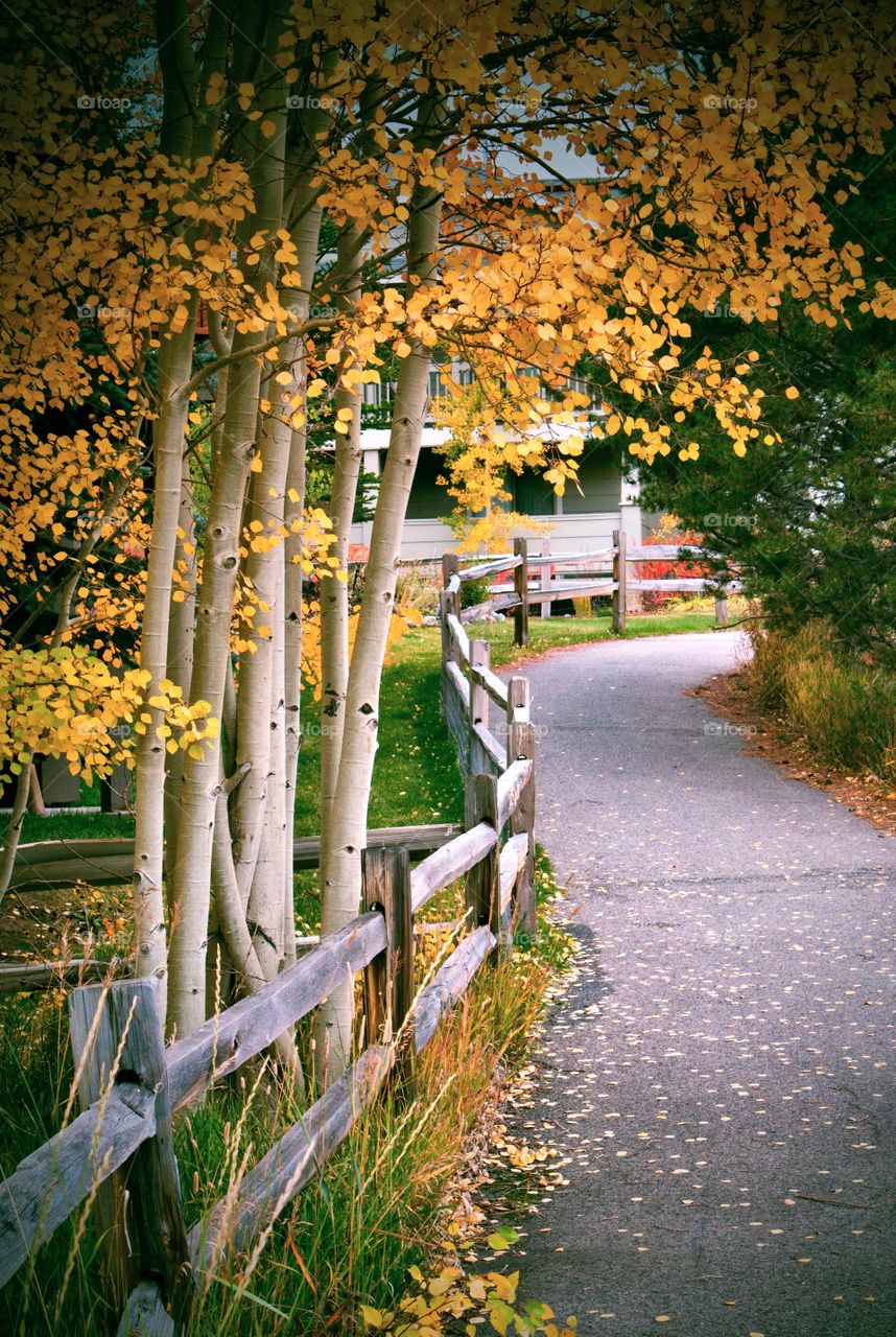 Autumn walk way