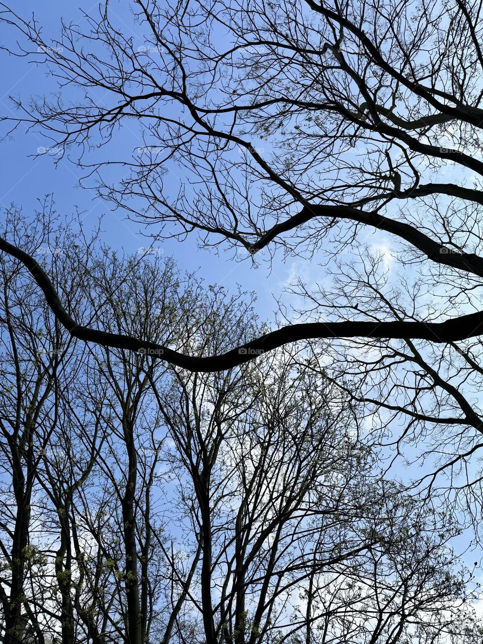 Branches and sky