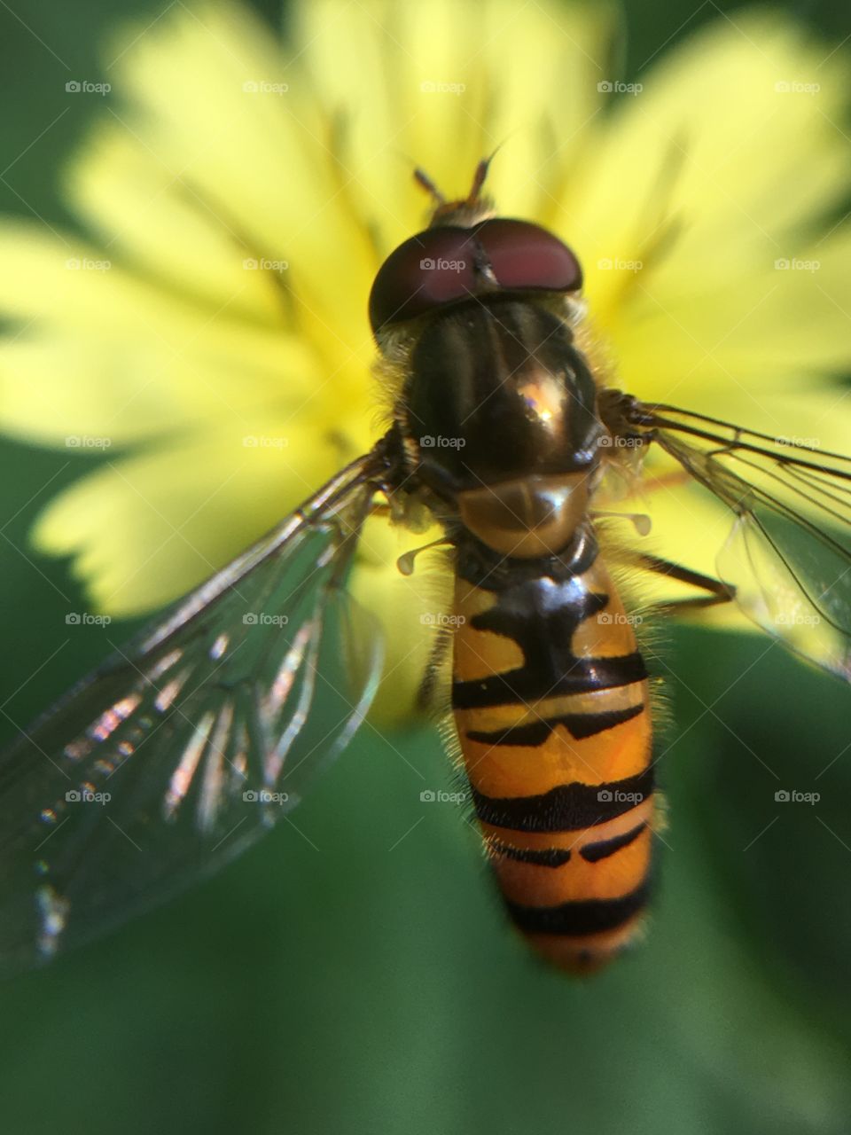 Stationary fly or bee