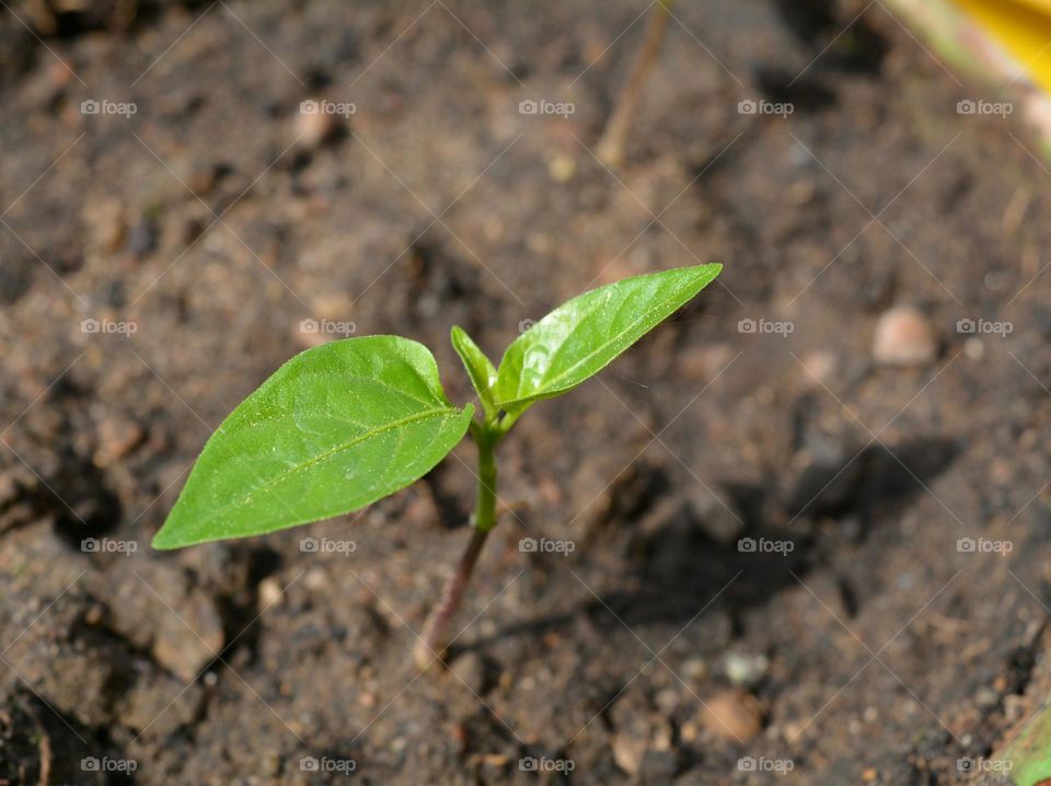 Soil, Ball Shaped, Leaf, Ground, Little