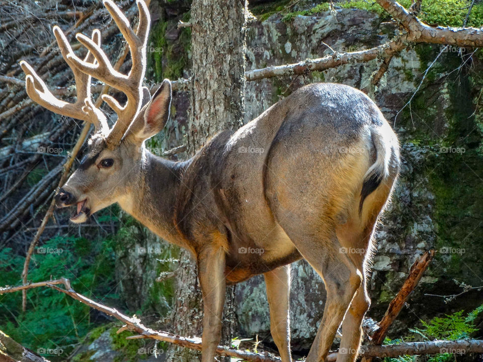 A buck looking over its shoulder, caught in the act of eating. He was standing just off the trail in Glacier National Park.