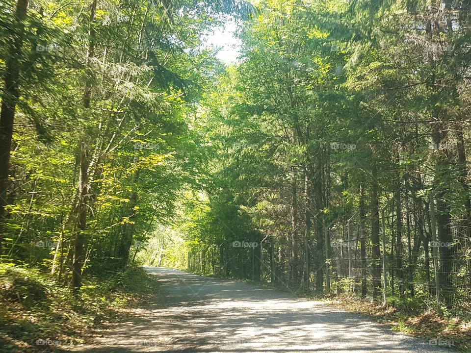 gorge road in the forest