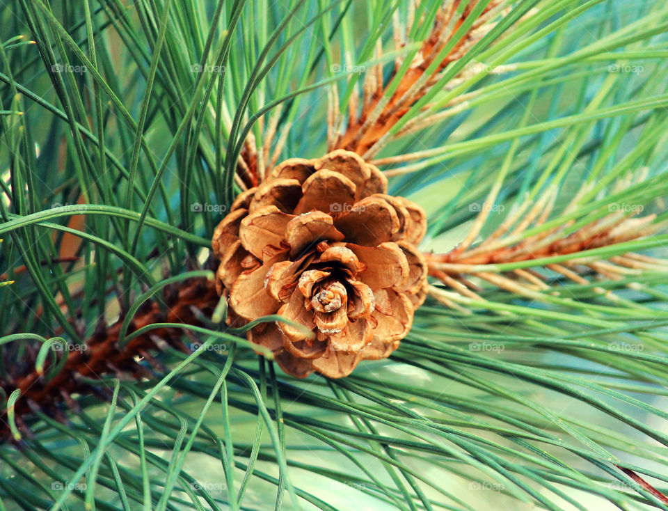 A pine cone surrounded by pine needles