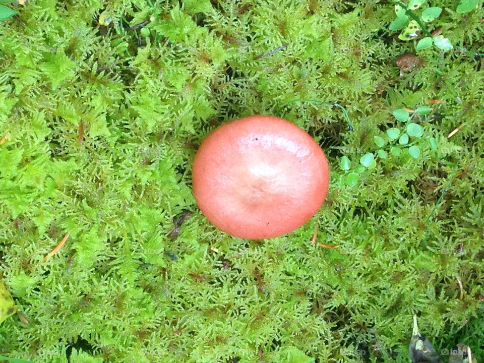 Mushroom close up