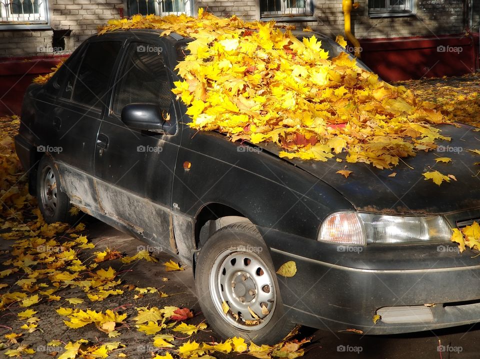 Autumn leaves lying on the car