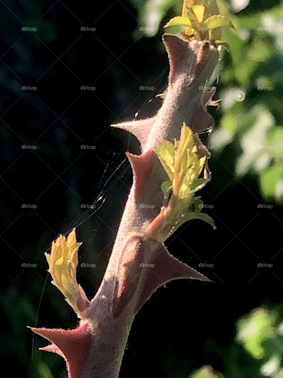 McCartney rose bushes are everywhere out here on the ranch in Texas. Hate to say it, but the stems and thorns are prettier than the flowers they produce!