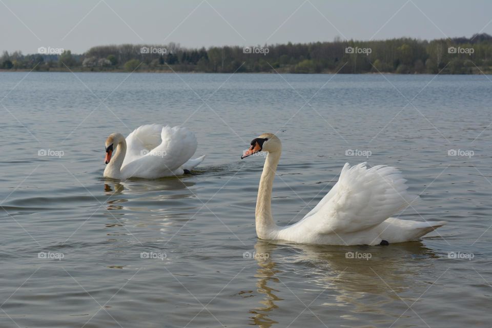 urban birds swans on a city lake