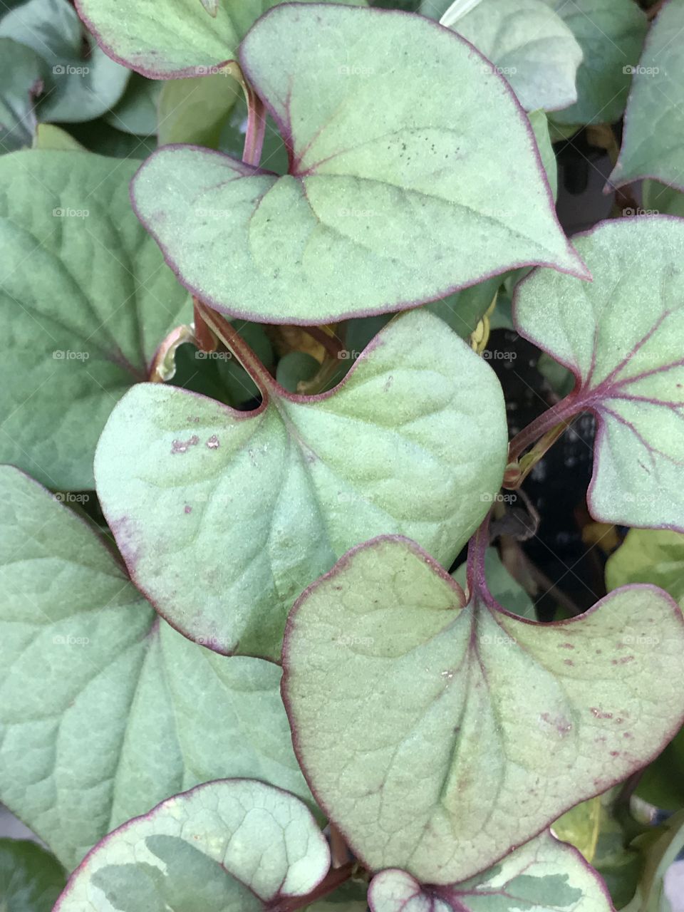 Pale green leaves rimmed in red