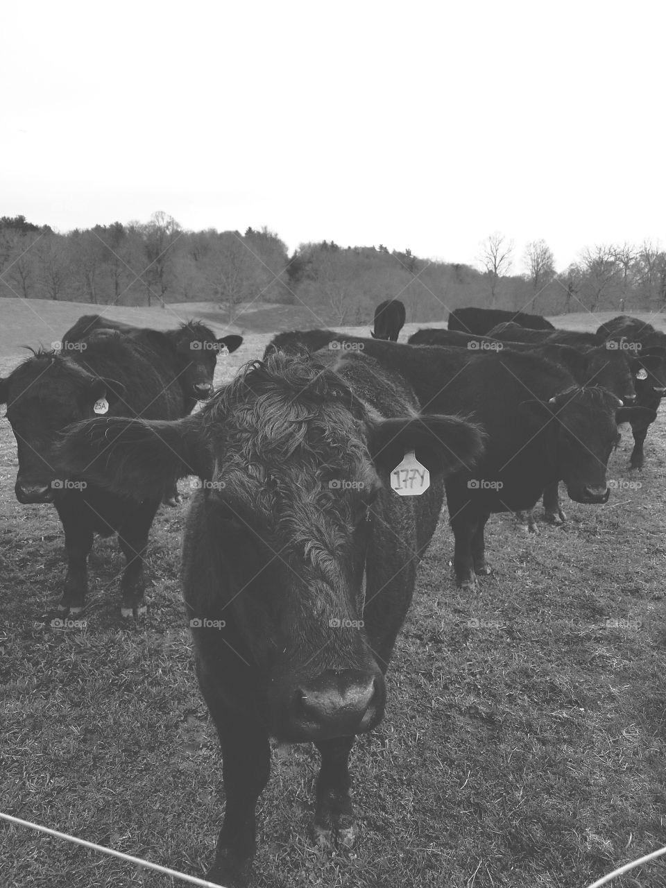 Strolling Cattle