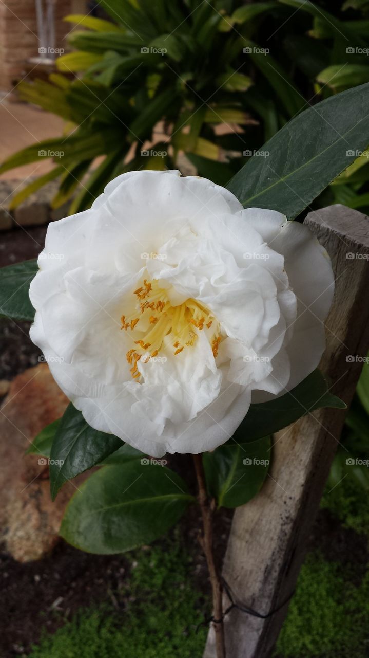 camellia