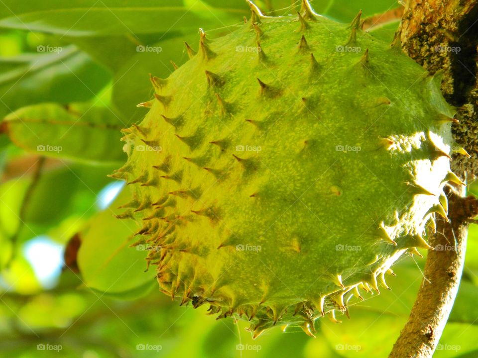 Exotic Fruits brimming with freshness and flavor. Fruit so ripe, it burst with juice when you bite into it. Eat it for the taste, love it for the nutrition!