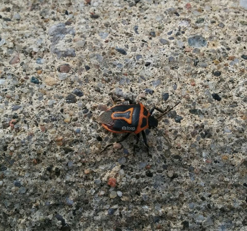 Orange and black bug