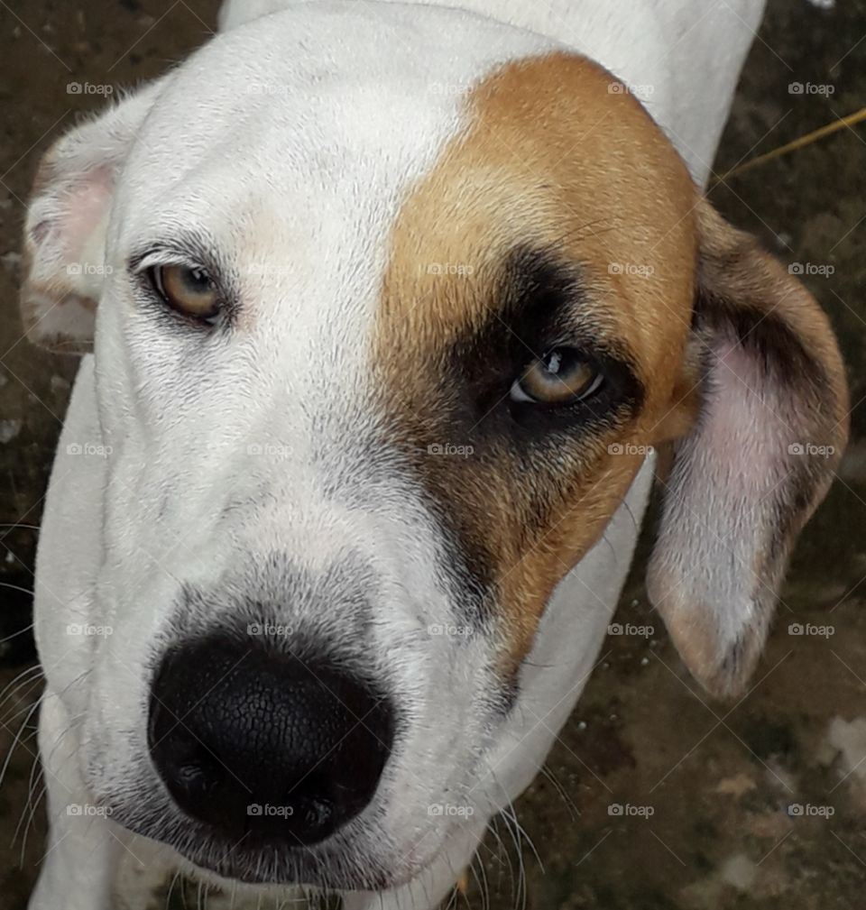 Um olhar dócil e amigável.