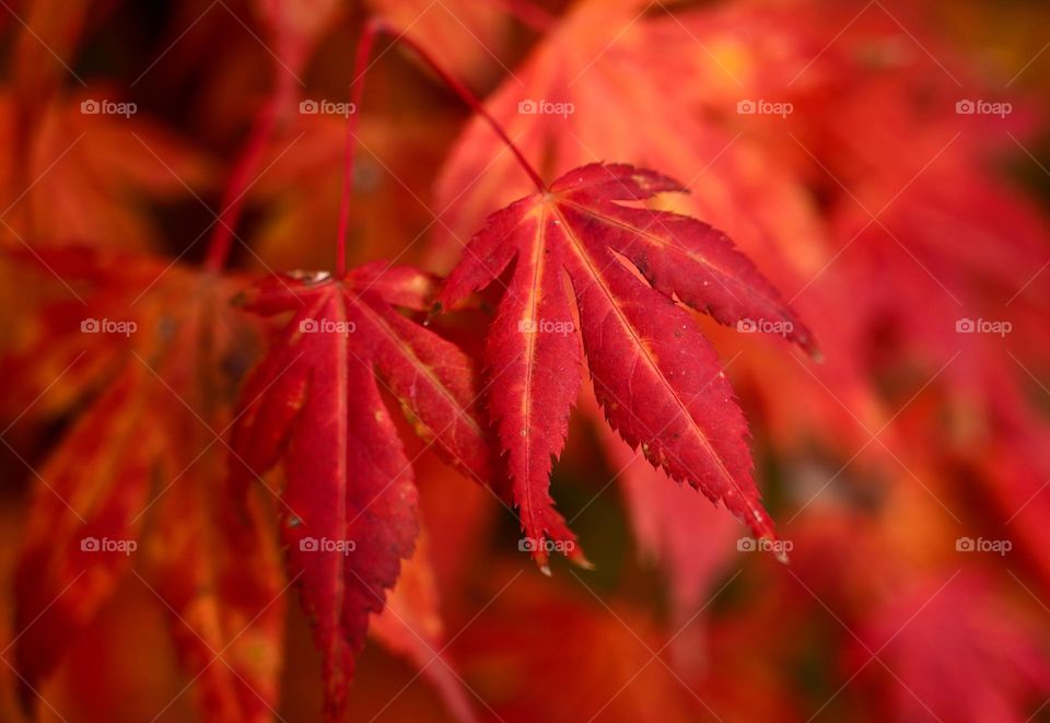 Beautiful red autumn leaves