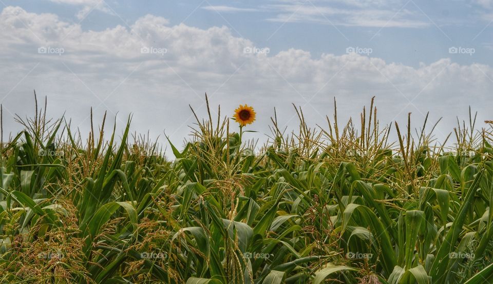 Field, Nature, Summer, Landscape, Grass