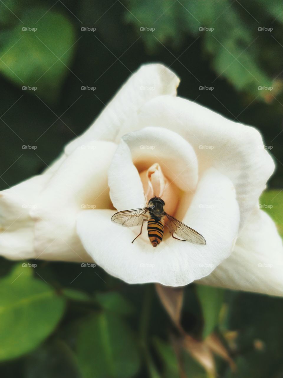 White Rose & Bee Closeup