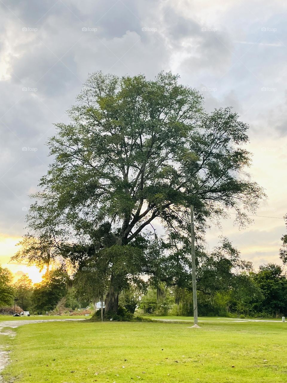 Sunset behind the tree